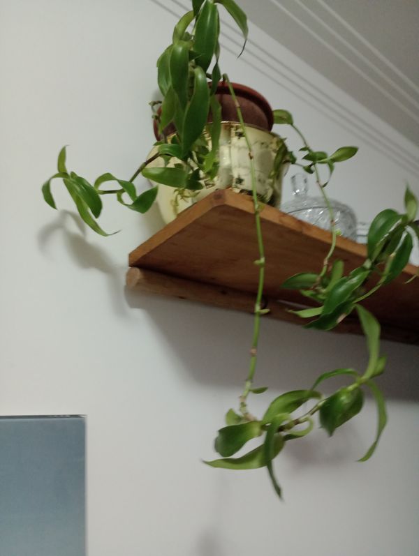 Identificação da planta Erva da fortuna por foto