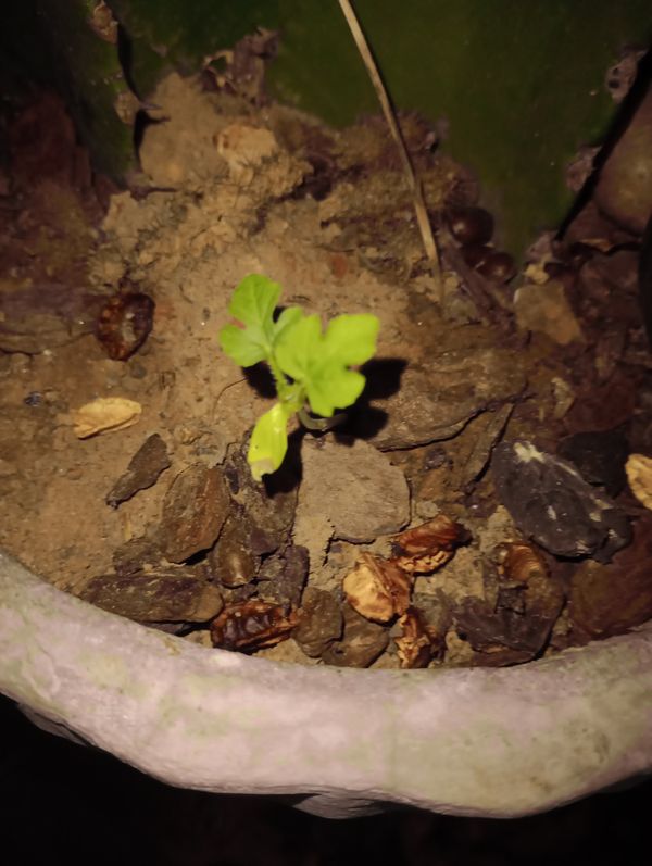 Identificação da planta Melancia por foto