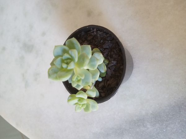 Identificação da planta Rabo-de-burro por foto
