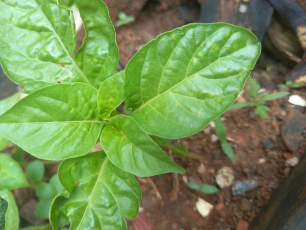 Identificação da planta Pimenta-de-cheiro por foto