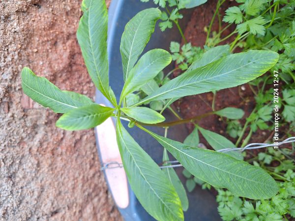 Identificação da planta Azevém-do-brejo por foto