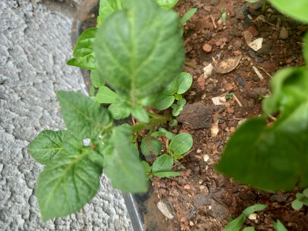 Identificação da planta Batata-inglesa por foto