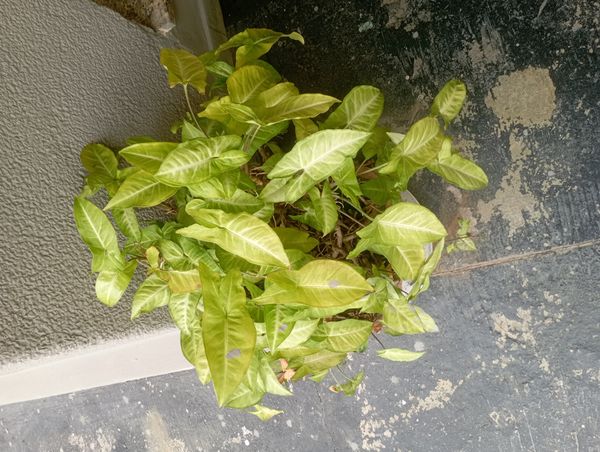 Identificação da planta Singônio por foto