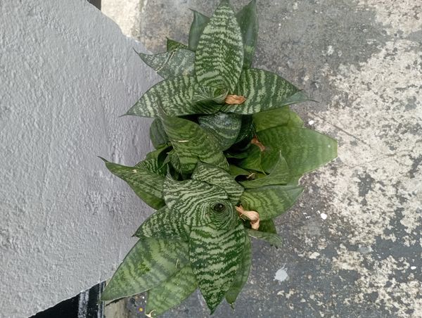 Identificação da planta Espada de São Jorge por foto
