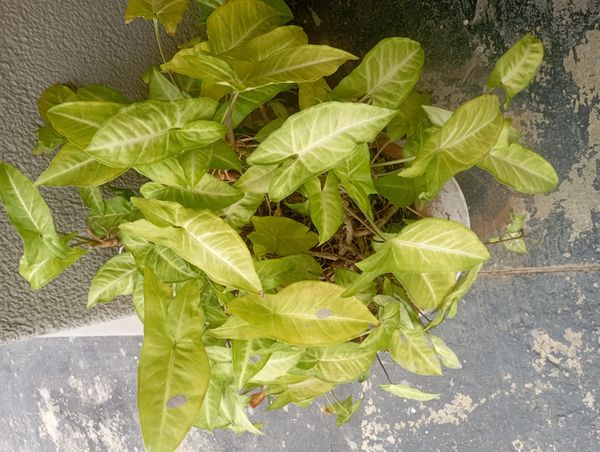 Identificação da planta Singônio por foto