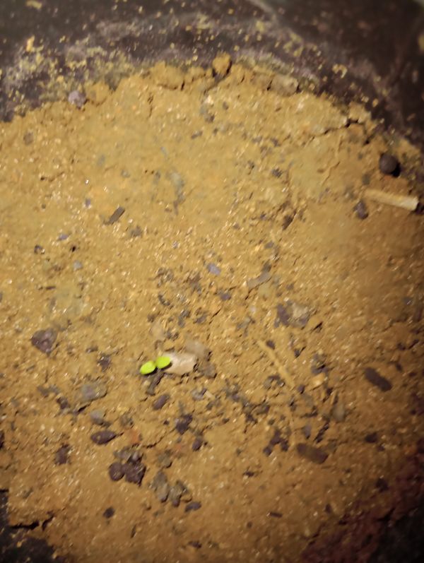 Identificação da planta Gabiroba por foto