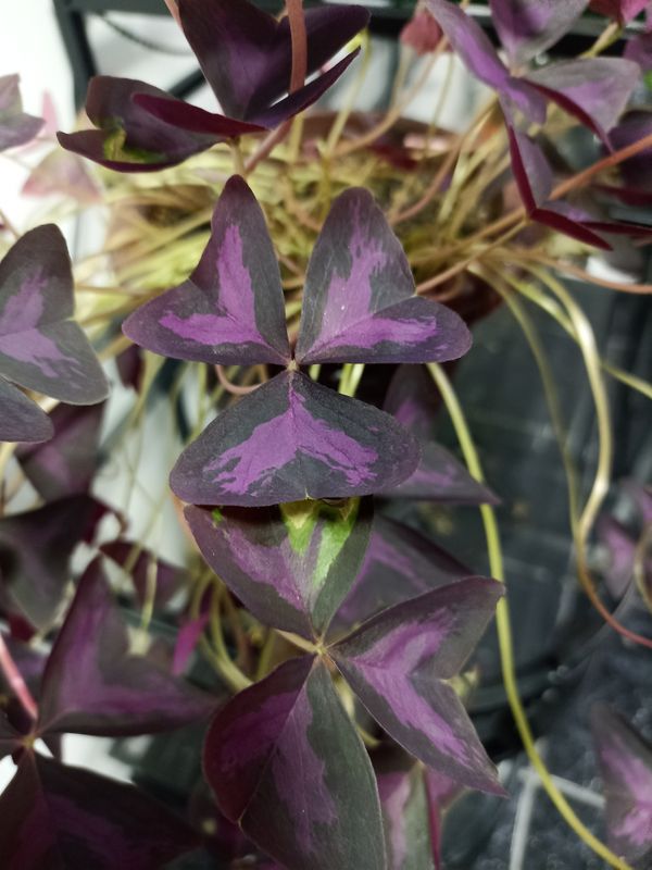 Identificação da planta Trevo negro por foto