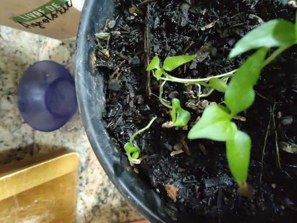 Identificação da planta Pimenta-de-cheiro por foto