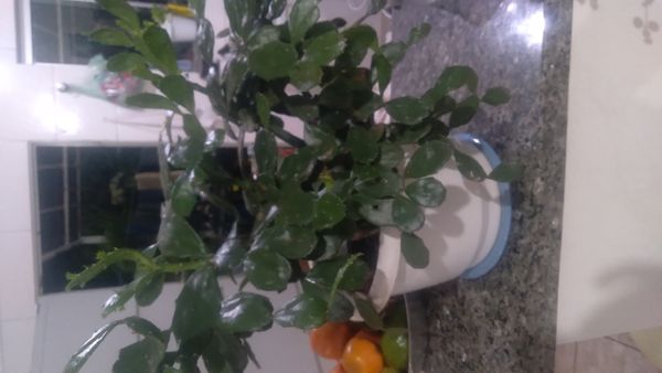 Identificação da planta Palma-de-cristo por foto