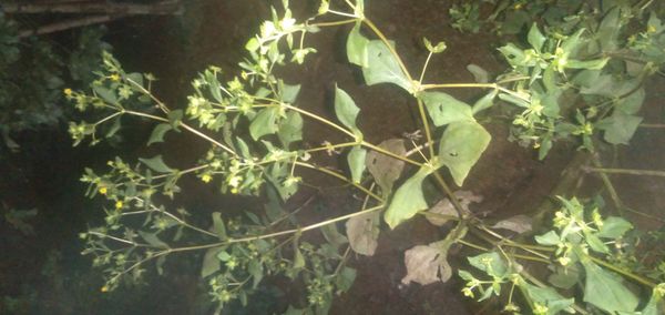 Identificação da planta Pé-de-galinha por foto