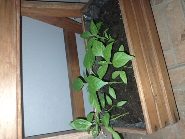 Identificação da planta Pimenta por foto