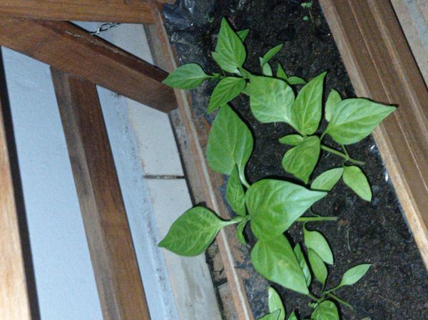 Identificação da planta Pimenta por foto