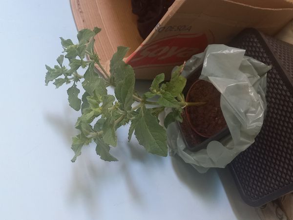 Identificação da planta Carrapicho-de-carneiro por foto