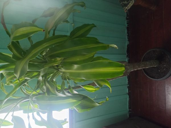 Identificação da planta Pau-d'água por foto