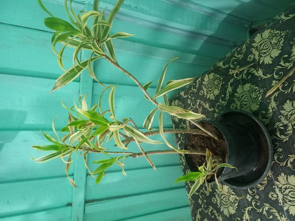 Identificação da planta Pleomele por foto
