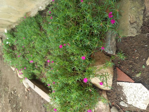 Identificação da planta Onze horas por foto