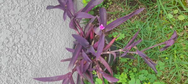 Identificação da planta Trapoeraba-roxa por foto