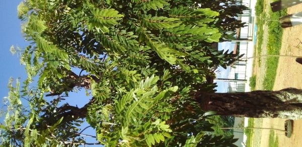 Identificação da planta Jucá por foto