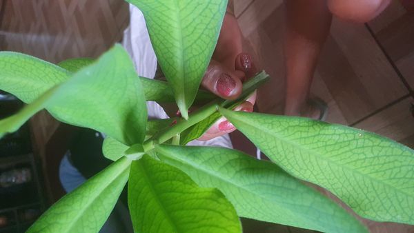 Identificação da planta Jasmim-manga por foto