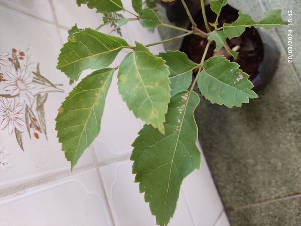 Identificação da planta Ipê Rosa por foto