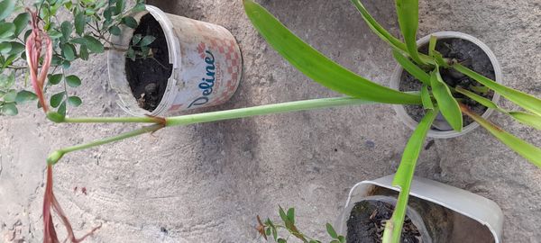 Identificação da planta Açucena por foto