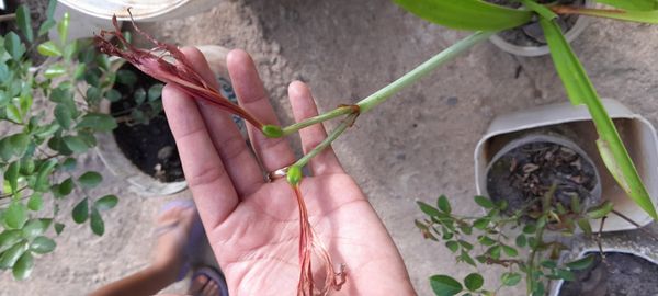 Identificação da planta Açucena por foto