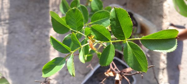 Identificação da planta Rosa selvagem por foto