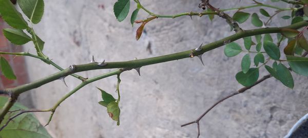 Identificação da planta Rosa-das-montanhas por foto