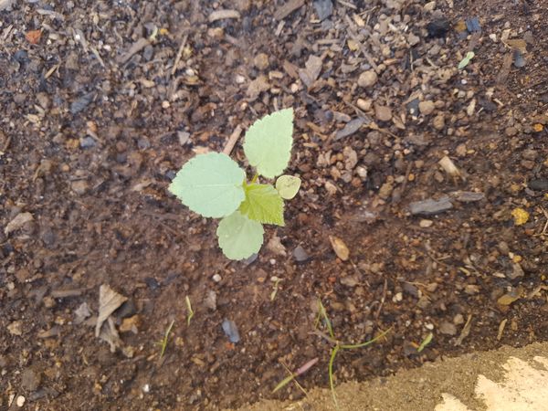 Identificação da planta Cabelo-de-negro por foto