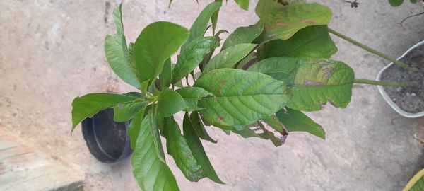 Identificação da planta Escova-de-macaco por foto