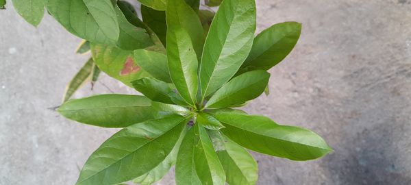 Identificação da planta Abacate por foto