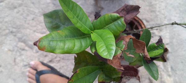 Identificação da planta Ixoria por foto