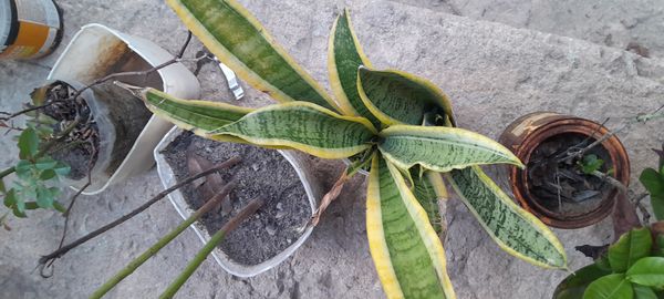 Identificação da planta Espada de são jorge por foto