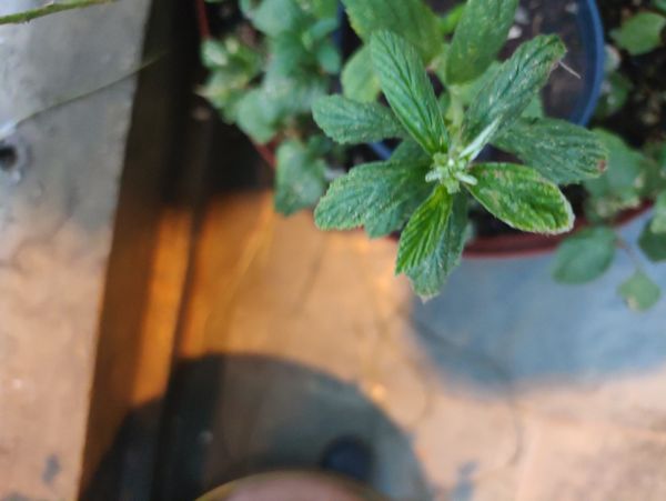 Identificação da planta Gervão-roxo por foto