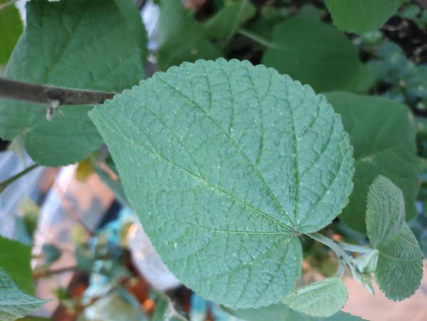 Identificação da planta Malva Branca por foto