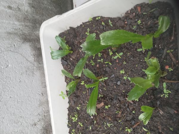 Identificação da planta Coentro verdadeiro por foto