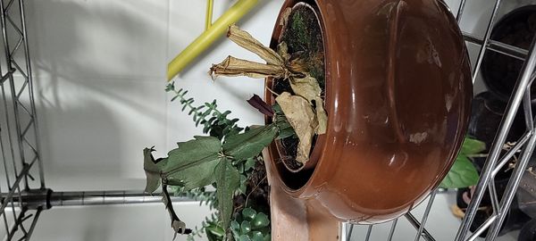 Identificação da planta Flor-de-maio por foto