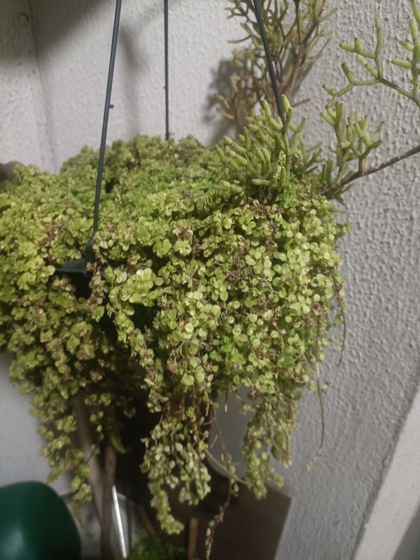Identificação da planta Lágrima-de-bebê por foto