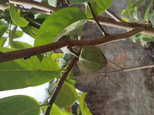 Identificação da planta Graviola por foto