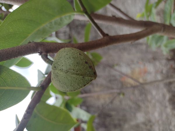 Identificação da planta Graviola por foto