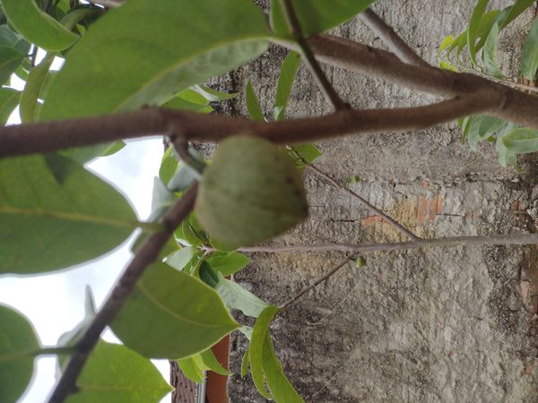 Identificação da planta Araticum-montês por foto