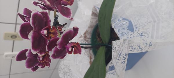 Identificação da planta Orquídea-Phalaenopsis por foto