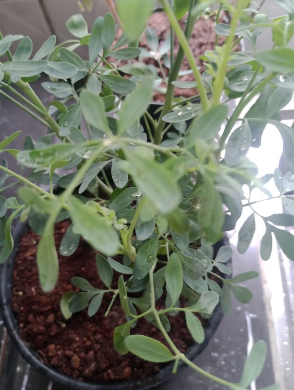Identificação da planta Arruda por foto