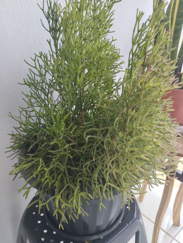 Identificação da planta Flor-de-maio por foto