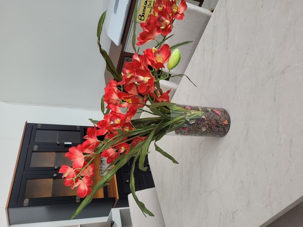 Identificação da planta Orquídea Amor-perfeito por foto