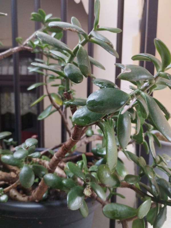 Identificação da planta Planta-jade por foto