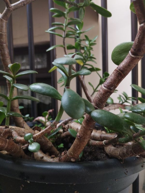 Identificação da planta Planta-jade por foto