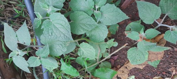 Identificação da planta Camapu por foto