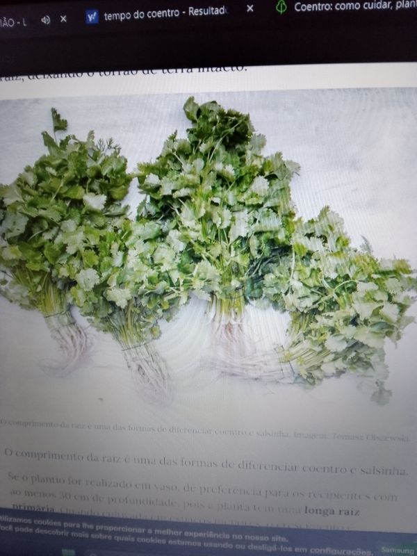 Identificação da planta Aipo por foto
