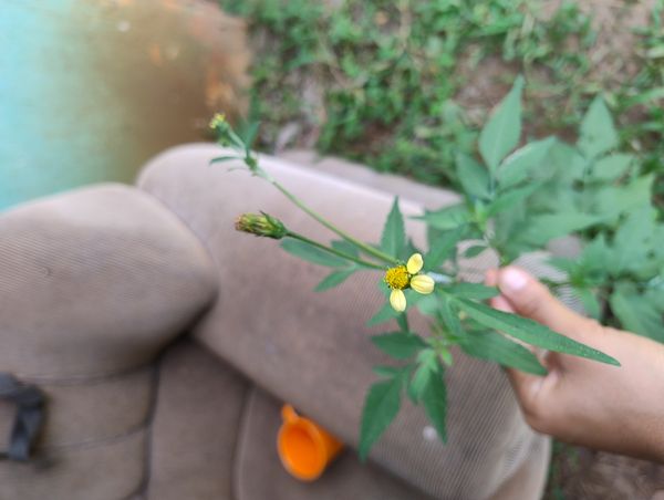 Identificação da planta Picão-preto por foto